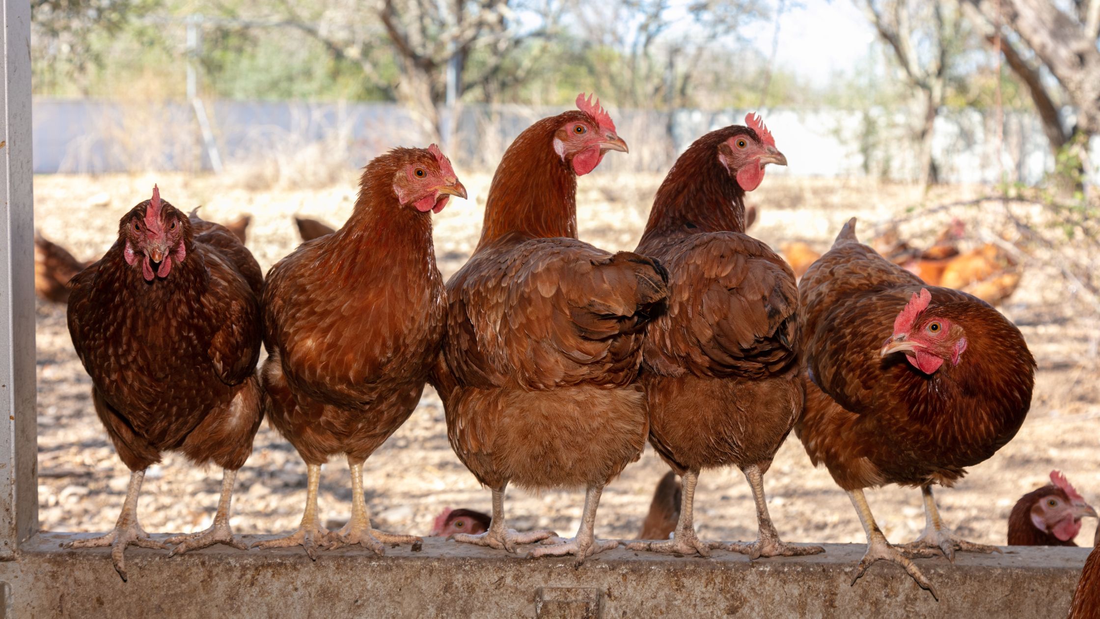 5 gallinas posadas disfrutando